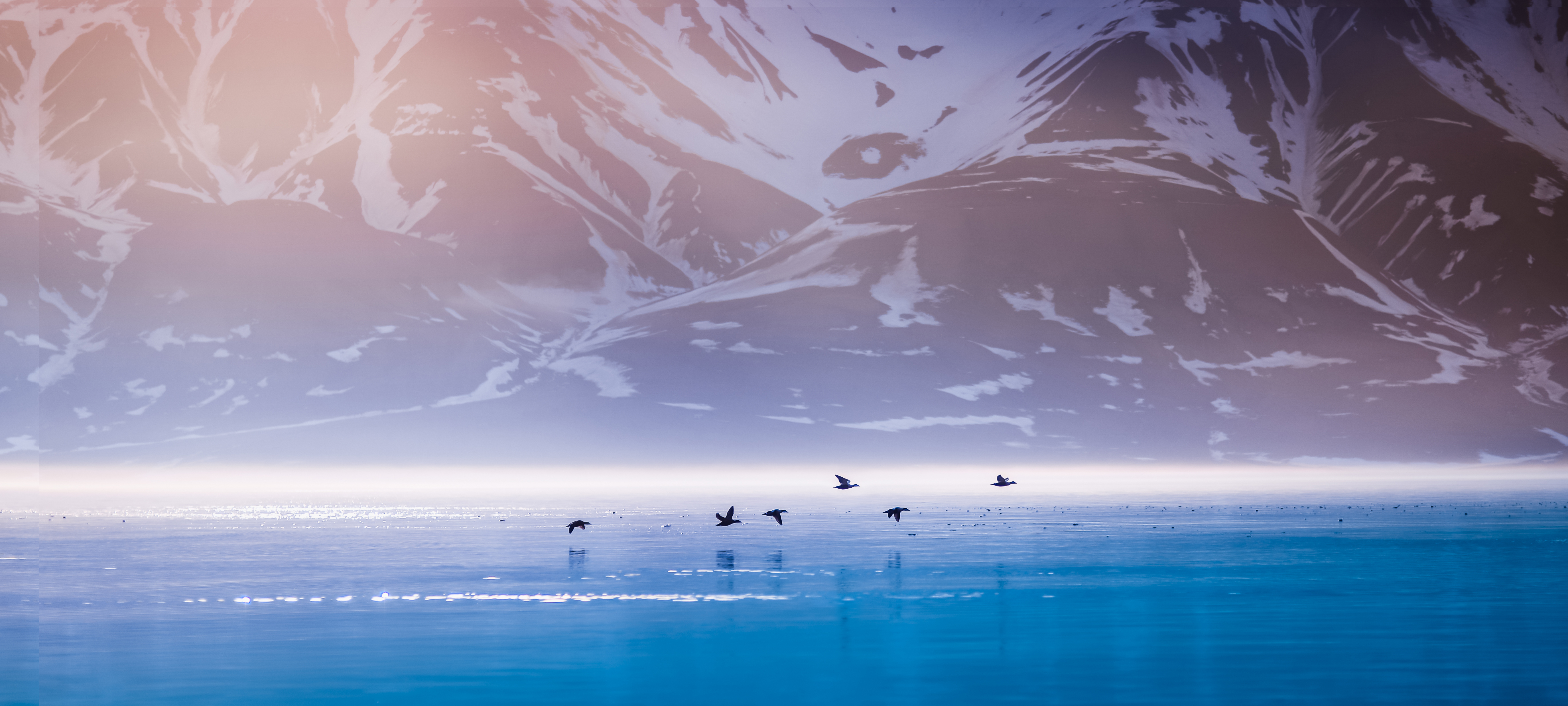 birds flying across the water with snowy mountains in the background
