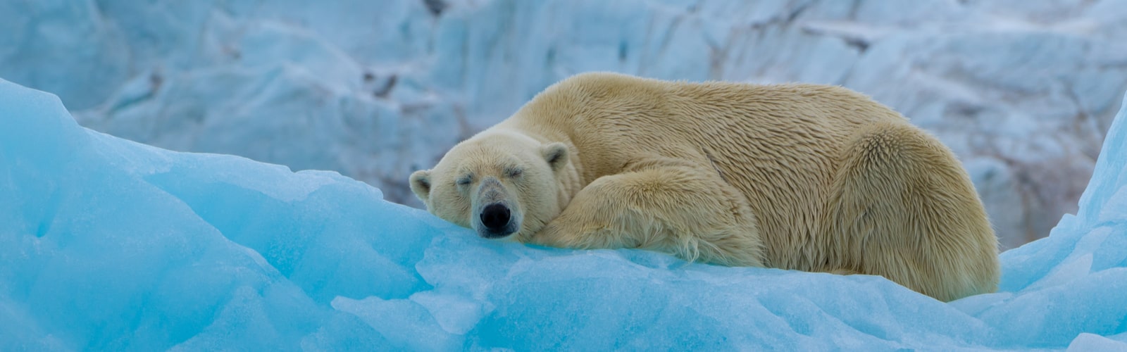Polar Bear Sleeping Banner