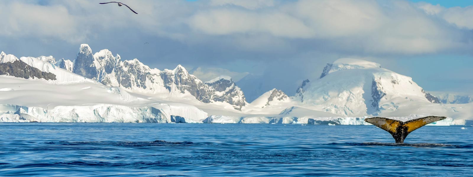 Whale fluke in icy Antarctic waters with snowy mountains in background