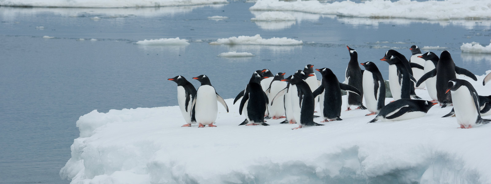 Gentoo-Penguins-Iceberg-hero