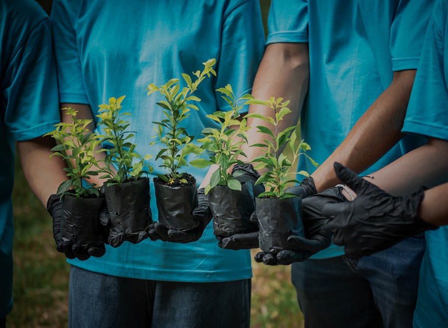 Image of a forest representing Chimu Adventure's Sustainability and Responsible travel guidelines  