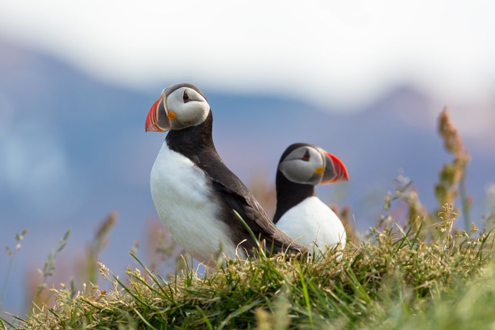 puffins in Iceland