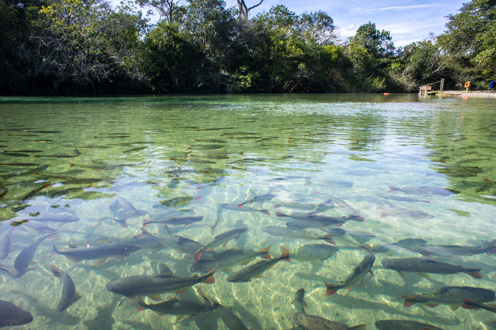 Clear River in Bonito, Brazil. Clear River in Bonito, Brazil.