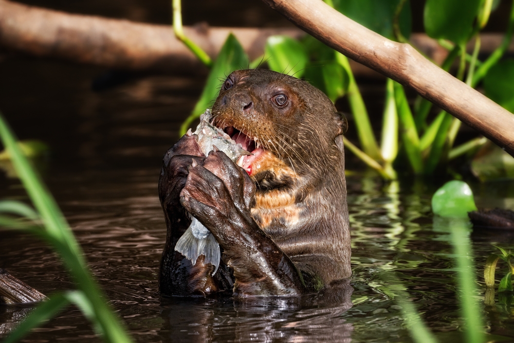 A Giant Otter Feeding in the Pantanal. A Giant Otter Feeding in the Pantanal.