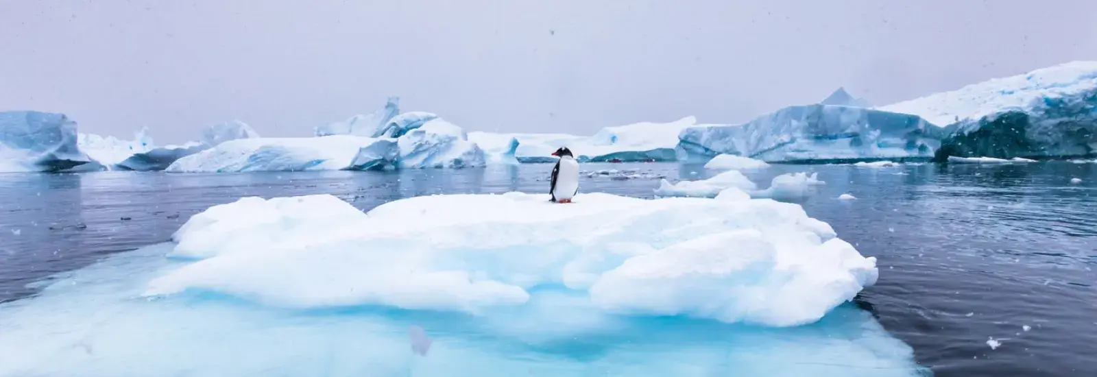 South Shetland Islands &amp; Antarctic Peninsula | Ocean Victory