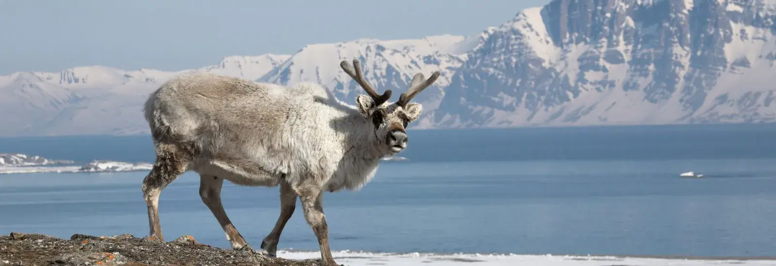 Svalbard Odyssey | Greg Mortimer