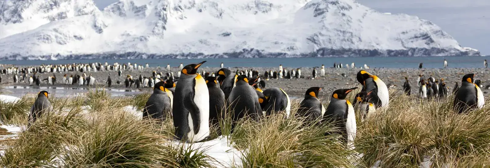 Falklands, South Georgia &amp; Antarctic Peninsula | Douglas Mawson