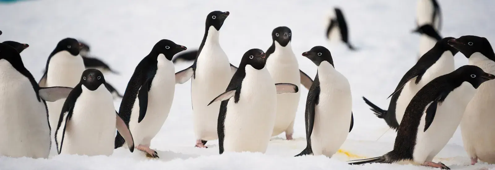 Unexplored East Antarctica &amp; French Southern Lands | Le Commandant Charcot