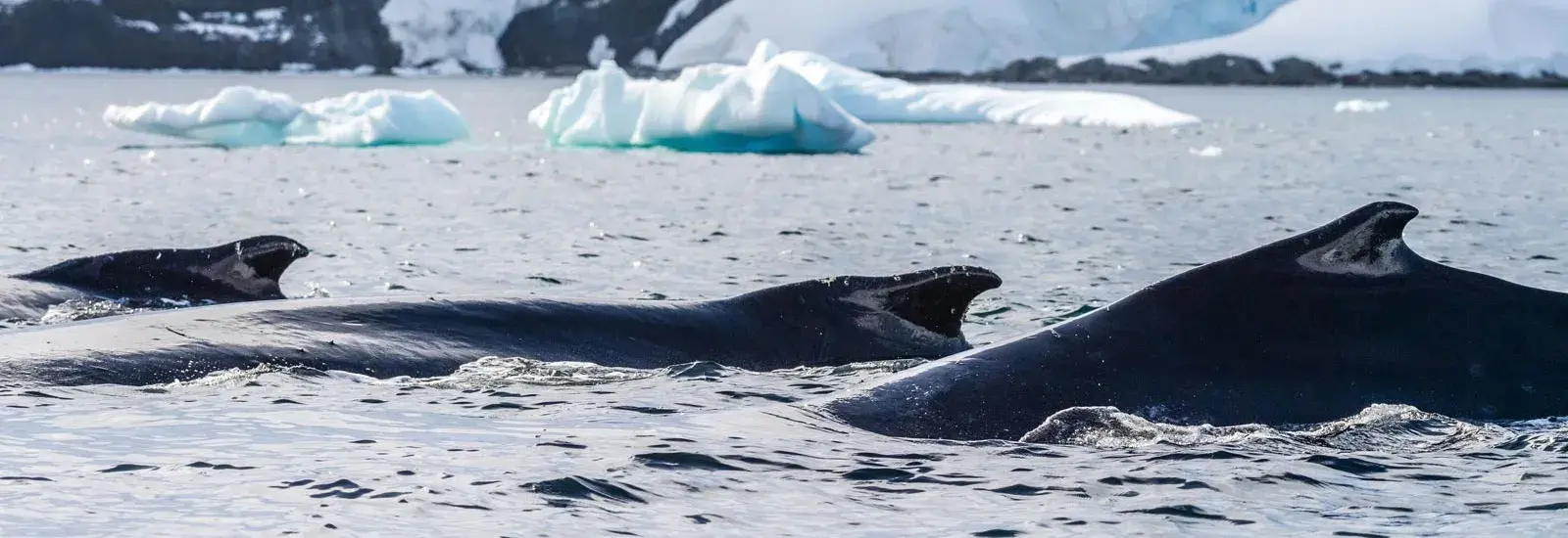 Best of Antarctica: Whale Journey | Ocean Nova