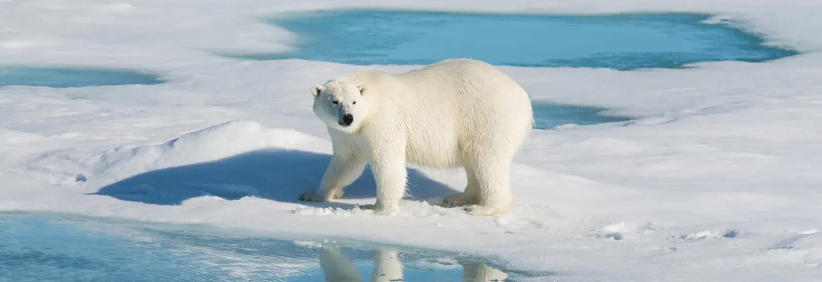 The Geographic North Pole &amp; East Greenland 2027 | Le Commandant Charcot