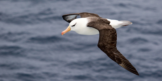 Crossing the Drake passage - Day 3 & 4