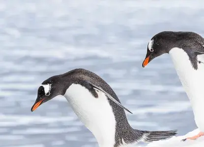 South Shetland Islands & Antarctic Peninsula