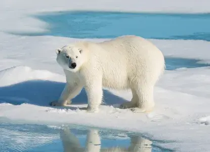  Polar-Bear_Baffin-Island-hero.jpg 