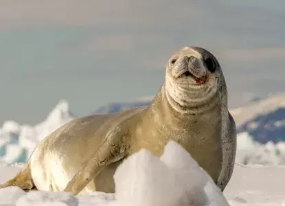 15 Fun Facts About Seals to Celebrate International Seal Day 15 Fun Facts About Seals to Celebrate International Seal Day