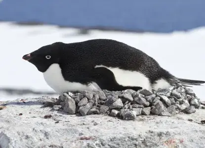 Antarctic Penguin species you need to know before your trip