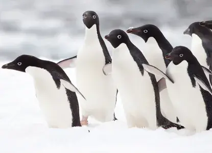 Antarctica Photography: 11 Essential Tips