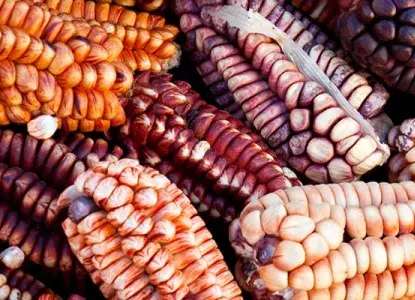 South American Food – How to Feast Your Way Through the Continent