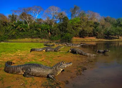 Secret Wonders: Visiting the Pantanal of Brazil