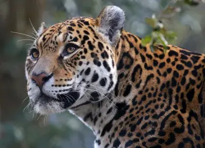 Wildlife Guide to the Pantanal