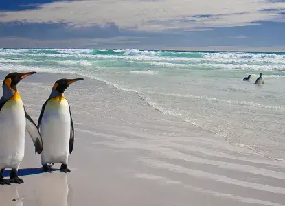 King Penguins on a sandy beach in the Falkland Islands) 