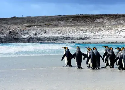 King Penguins on a sandy beach in South Georgia) 