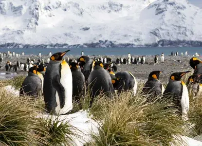King Penguin colony in snowy grass tussocks on South Georgia Island with big mountains in background) 