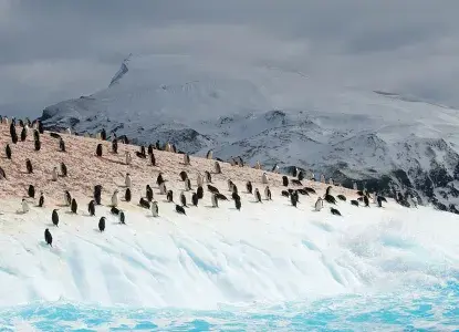  Penguin%20colony%20South%20Sandwich%20Islands.jpg 