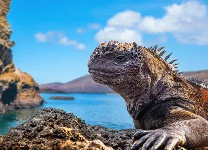 Wildlife of the Galapagos