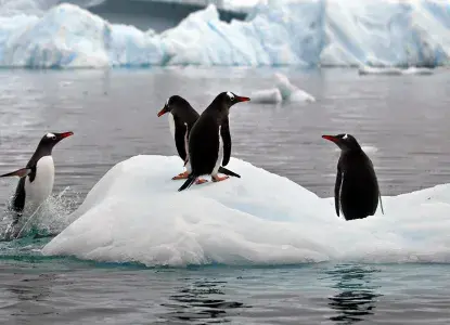 Gentoo Penguins on small floating ice in calm Antarctic waters) 