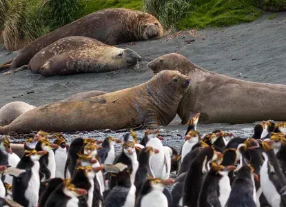  Macquarie-Island_Elephant-Seals_Rockhopper-Penguins-hero.jpg 