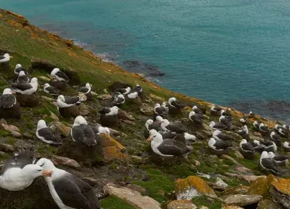 Black-browed Albatross colony nesting on cliff on Saunders Island in Falkland Islands) 