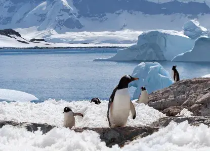 Small group of Gentoo penguins on snowy ground with Antarctic scenery behind them) 