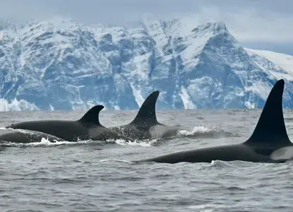  Tromso-fjord-orca-pod-hero.jpg 