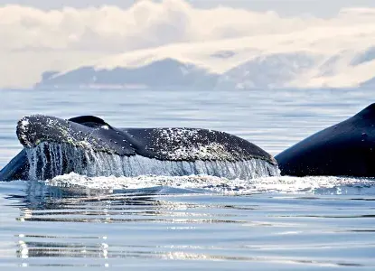 Antarctic-whales.jpg 